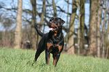 ROTTWEILER 546